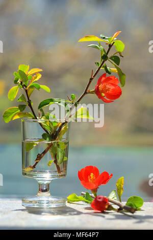 Giapponese cotogna ornamentali - Chaenomeles japonica in piccolo vaso Foto Stock