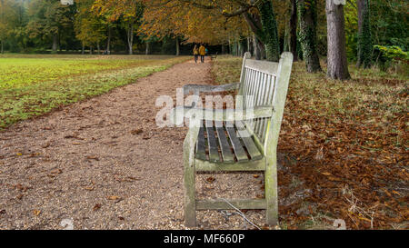 In autunno i colori dell'autunno in un parco vicino a Kings College di Cambridge, Regno Unito Foto Stock