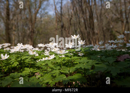 Mutford anemoni di legno Foto Stock