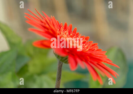 Un bel colore arancione isolato Gerbera fiore. Si tratta di un genere di piante in Asteraceae (daisy famiglia) e così chiamato in onore del botanico tedesco Traugott G Foto Stock