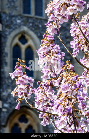 Una struttura ad albero Paulownia fiorisce in parte anteriore del Castello di Arundel. Foto ©Julia Claxton Foto Stock