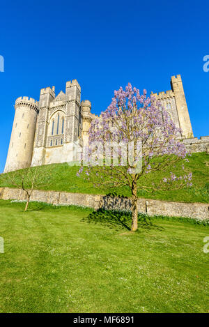 Una struttura ad albero Paulownia fiorisce in parte anteriore del Castello di Arundel. Foto ©Julia Claxton Foto Stock