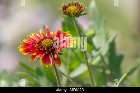 Gaillardia aristata, blanket flower, fioritura delle piante nella famiglia di girasole Foto Stock