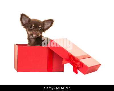 Carino marrone chihuahua cucciolo di cane seduto in un rosso presente box isolato su uno sfondo bianco Foto Stock