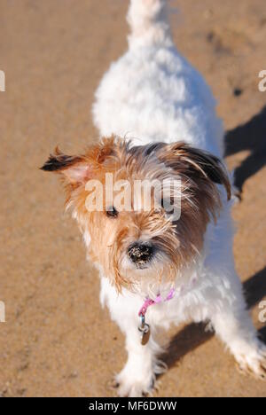 Un po' di bianco e marrone di terrier cane con un naso di sabbia e un collare rosa godendo del suo camminare sulla sabbia dorata della Cornovaglia spiaggia sotto il sole Foto Stock