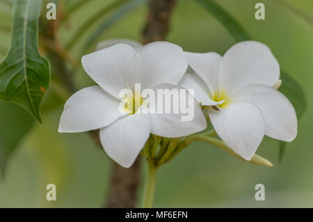 Un paio di giallo e bianco fiori rosa (Frangipani, Plumeria) in una giornata di sole con sfondo naturale Foto Stock