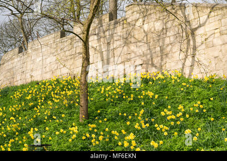 Un display di narcisi al di sotto di York mura, Yorkshire, Inghilterra, Regno Unito Foto Stock