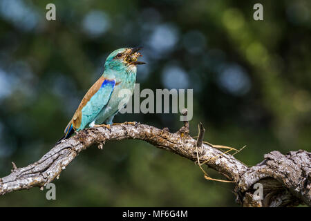 Rullo europeo nel parco nazionale di Kruger, Sud Africa ; Specie Coracias garrulus famiglia di Coraciidae Foto Stock