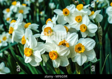 Narciso Daffodil Geranio Foto Stock