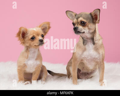 Due simpatici cani chihuahua a sfondo rosa Foto Stock