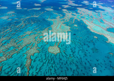 Strutture in Coral Reef, la Grande Barriera Corallina, Queensland, Australia Foto Stock