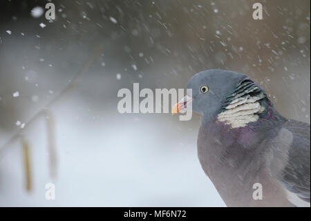 Woodpigeon in blizzard Foto Stock