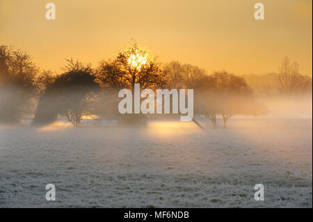 Alberi nella nebbia di congelamento accanto al fiume Stour, con sole di mattina rottura attraverso la nebbia nella valle del fiume Foto Stock