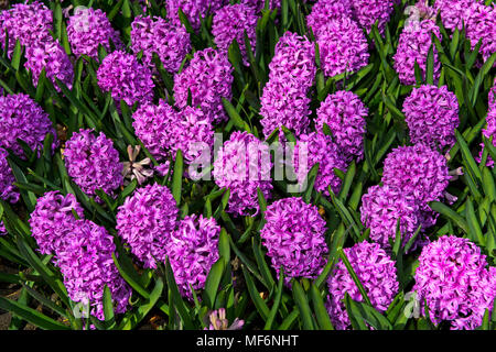 Giardino Giacinto (Hyacinthus orientalis), Keukenhof Lisse, Paesi Bassi Foto Stock