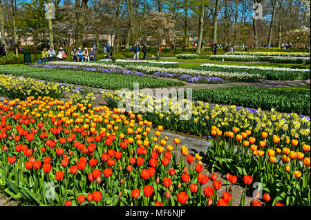 Fiori colorati in letti, nel parco la Mostra dei Fiori Keukenhof Lisse, Paesi Bassi Foto Stock