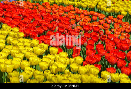 Le aiuole con il giallo e il rosso tulipani olandesi, Keukenhof flower show Lisse, Paesi Bassi Foto Stock