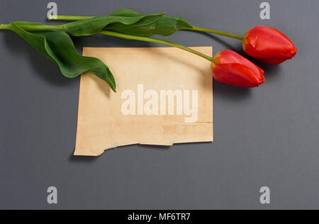 Tulipani naturale Fiori su fondo grigio scuro, il vecchio foglio di carta per il testo - amore e concetto di vacanza Foto Stock