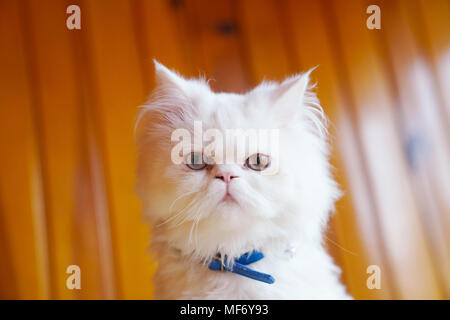 Razza trasversale (Persiano e Turco Van) gatto bianco seduta con collare blu e guardando con occhi dispari Foto Stock