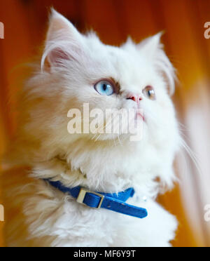 Razza trasversale (Persiano e Turco Van) gatto bianco seduta con collare blu e guardando con occhi dispari Foto Stock