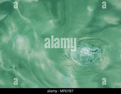 Meduse in superficie del mare Foto Stock