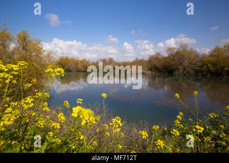 Israele, Distretto Settentrionale Ein Afek Riserva naturale sul fiume Naaman Foto Stock