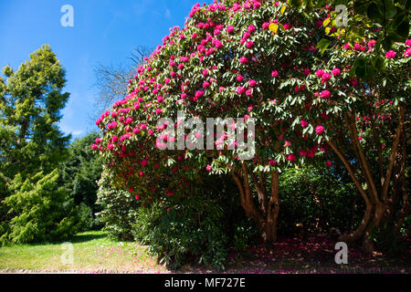 Enorme di rododendro rosa bush in pieno fiore di un giardino di Cornovaglia sotto il luminoso cielo blu Foto Stock