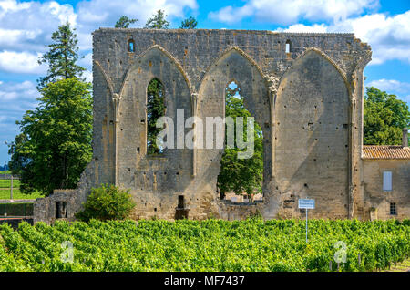 Vigneto di Château Les Grandes Murailles, Saint-Émilion, Gironde Bordeaux, Francia, Europa Foto Stock