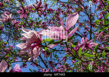 Magnolia Susan albero Foto Stock