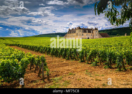 Vigneto Chateau du Clos de Vougeot. Cote d Or. Bourgogne, Franca Comte, Francia Foto Stock