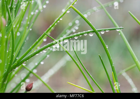 Allium choenoprasum, Erba cipollina Foglie coperta in gocce di pioggia. Regno Unito Foto Stock