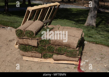 Manto in erba rotola sul pallet di legno Preparazione alla nuova installazione di erba Foto Stock