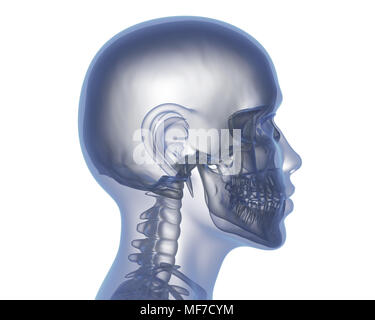 Testa umana senza cervello. 3D illustrazione Foto Stock
