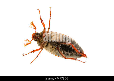 (Cockchafer Melolontha melolontha) isolato su sfondo bianco Foto Stock