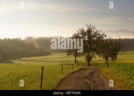 In Germania, in Baviera, Baviera, Icking, paesaggio alla luce del mattino Foto Stock