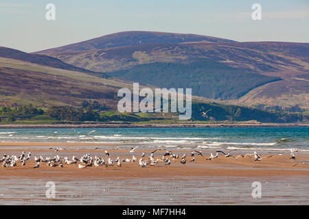 Regno Unito, Scozia, East Coast, Brora, Mare del Nord, spiaggia e gabbiani Foto Stock