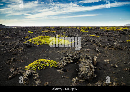 L'Islanda, Myvatn, muschi sparse sulla roccia vulcanica Foto Stock