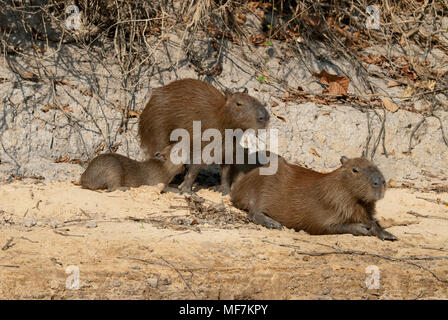 Capibara famiglia del Pantanal nel Brasile meridionale; giovani capibara assistenza infermieristica Foto Stock