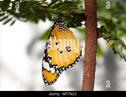 Plain tiger butterfly appena emerso dalla sua pupa e pronto a volare Foto Stock