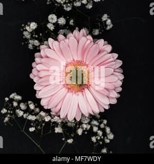 Pink gerbera con piccoli fiori bianchi su ramoscelli isolato su nero Foto Stock