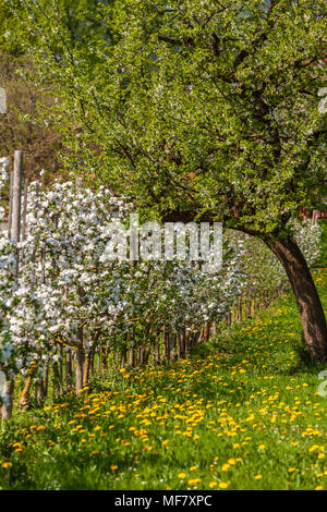 fiore di melo Foto Stock