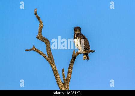 Nero-chested snake-eagle nel parco nazionale di Kruger, Sud Africa ; Specie Circaetus pettorale della famiglia Accipitridae Foto Stock