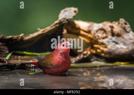 Jameson's firefinch in Mapungubwe national park, Sud Africa ; Specie Lagonosticta rhodopareia famiglia di Estrildidae Foto Stock