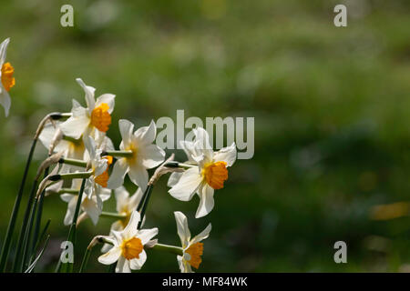 Il Daffodils bianco con Orange Center. Foto Stock