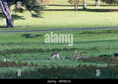 Daini nel Castello di Powderham Deer Park sulle rive del file Exe Estuary in Devon England. Il castello ospita il conte e la contessa di Devon Foto Stock