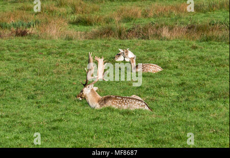 Daini nel Castello di Powderham Deer Park sulle rive del file Exe Estuary in Devon England. Il castello ospita il conte e la contessa di Devon Foto Stock