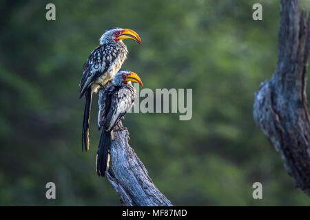 Southern Yellow-fatturati hornbill nel parco nazionale di Kruger, Sud Africa ; Specie Tockus leucomelas famiglia di Bucerotidae Foto Stock