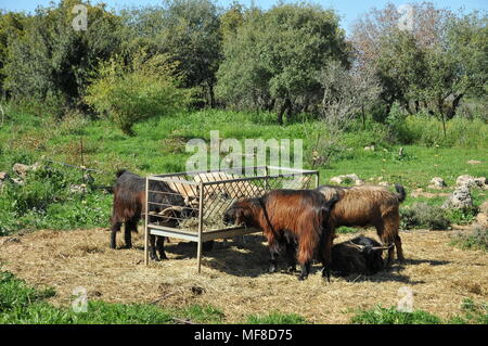 Sperimentale di allevamento di capre a Ramat Hanadiv giardini vicino a Zichron Ya'acov, Monte Carmelo, Israele Foto Stock