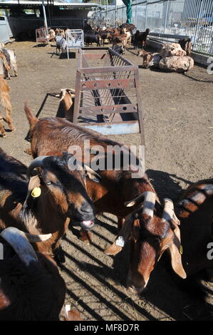 Sperimentale di allevamento di capre a Ramat Hanadiv giardini vicino a Zichron Ya'acov, Monte Carmelo, Israele Foto Stock