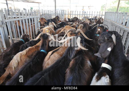 Sperimentale di allevamento di capre a Ramat Hanadiv giardini vicino a Zichron Ya'acov, Monte Carmelo, Israele Foto Stock