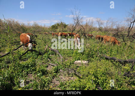 Israele, sul Monte Carmelo, libero bestiame al pascolo Foto Stock
